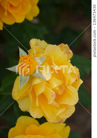 Sakaki Chikuma River Rose Park in Sakaki Town, Nagano Prefecture, is a beautiful rose park located on the banks of the Chikuma River, surrounded by mountains. 136473430