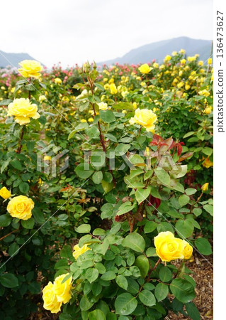 位於長野縣榊町的榊千曲川玫瑰公園，是一座坐落在千曲川岸邊，群山環繞的美麗玫瑰公園。 136473627