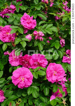 Sakaki Chikuma River Rose Park in Sakaki Town, Nagano Prefecture, is a beautiful rose park located on the banks of the Chikuma River, surrounded by mountains. 136474683