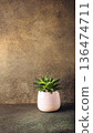 Succulent plant in a pink pot on a textured surface with warm lighting and natural ambiance 136474711