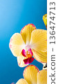 Vibrant yellow orchid flower with pink accents against a soft blue background showcasing natural beauty 136474713