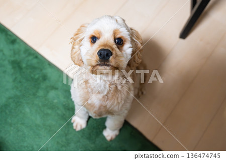 凝視的小狗(美國可卡犬) 凝視的小狗(美國可卡犬) 136474745