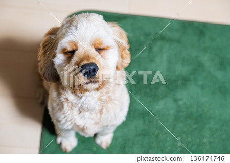 凝視的小狗（美國可卡犬） 136474746