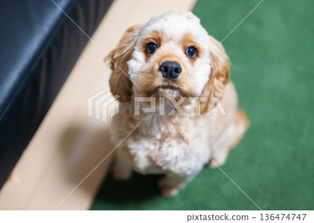 凝視的小狗（美國可卡犬） 136474747