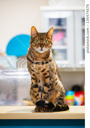 Staring cat (Bengal cat) 136474876
