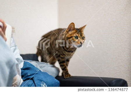Staring cat (Bengal cat) 136474877