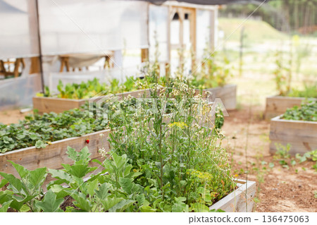 Aromatic plants in a sustainable outdoor vegetable garden and organic produce in raised beds Aromatic plants in a sustainable outdoor vegetable garden and organic produce in raised beds 136475063