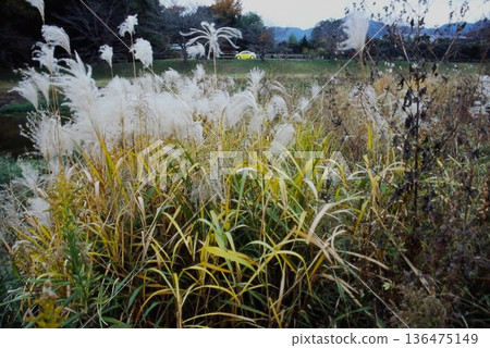 A nostalgic film scene of autumn riverside with swaying Japanese pampas grass and a yellow car A nostalgic film scene of autumn riverside with swaying Japanese pampas grass and a yellow car 136475149
