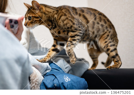 Amusing cat 136475201