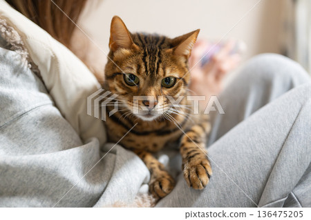 Amusing cat 136475205