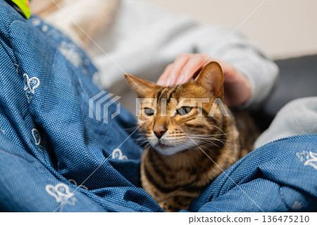 Amusing cat 136475210