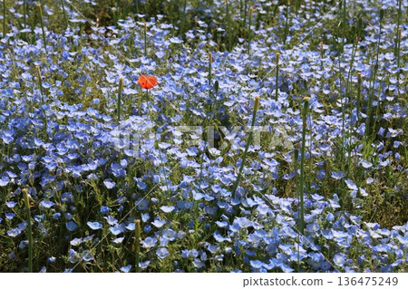 Blue flowers in a nemophila field Blue flowers in a nemophila field 136475249