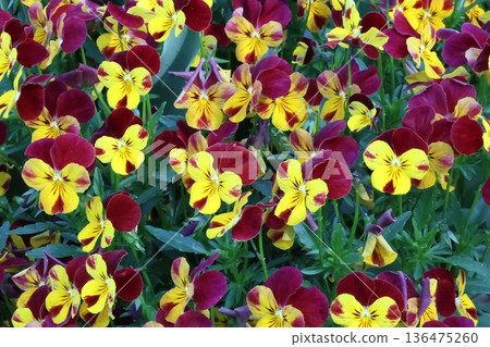 Blue pansy flowers blooming in spring Blue pansy flowers blooming in spring 136475260