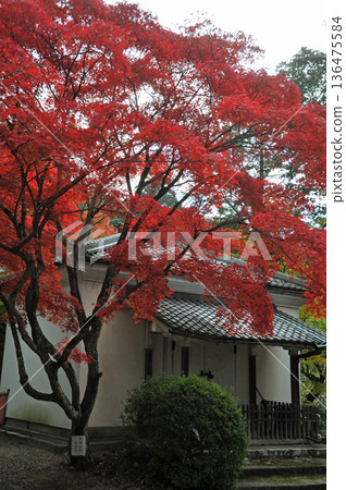 大近江神社的秋葉 136475584