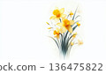Yellow daffodils bouquet isolated on white background. Spring flowers illustration for Mothers Day and Easter. 136475822