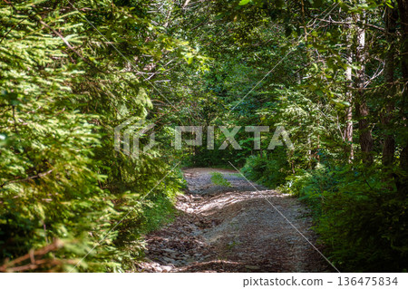 narrow forest road in dappled light. summer landscape with trail surrounded by tall trees. gravel path through dense beech woodland. nature background for exploration or escape concept 136475834