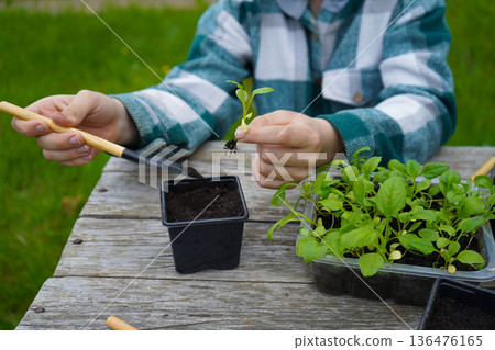 With practiced hands, the farmer places the delicate aster starts into their individual clay pots. 136476165