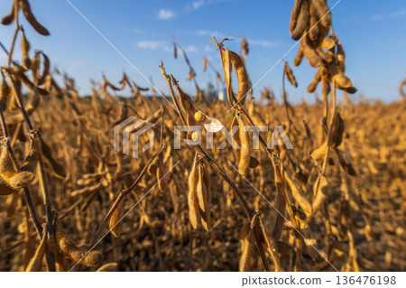 A vast field of golden soybean plants stretches under a bright sky, revealing clusters of ripe pods ready for harvest as the sun sets A vast field of golden soybean plants stretches under a bright sky, revealing clusters of ripe pods ready for harvest as the sun sets 136476198