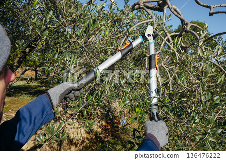 closeup of a man trimming olive branches closeup of a man trimming olive branches 136476222