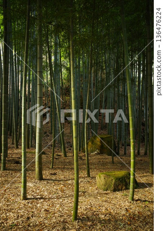 A bamboo forest at a temple in Kamakura A bamboo forest at a temple in Kamakura 136476224