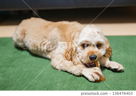 幼犬（美國可卡犬）正在吃牙膏口香糖 136476403