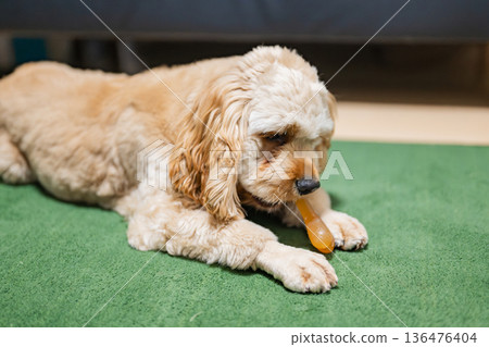 Puppy (American Cocker Spaniel) eating toothpaste gum 136476404