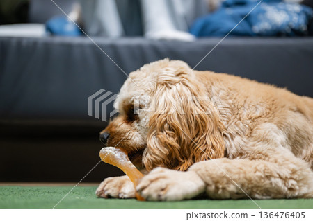 Puppy (American Cocker Spaniel) eating toothpaste gum 136476405