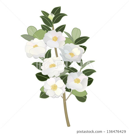 白色山茶花枝插圖 白色山茶花枝插圖 136476429