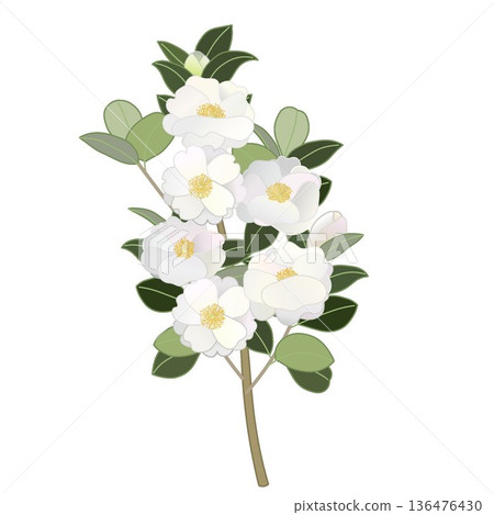 白色山茶花枝插圖 136476430