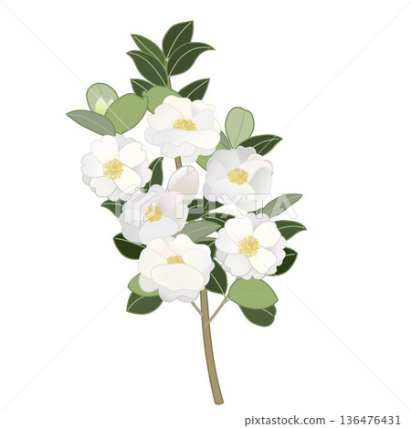 白色山茶花枝插圖 136476431