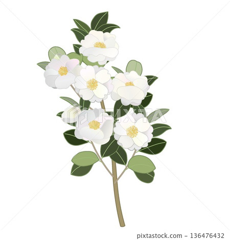 白色山茶花枝插圖 白色山茶花枝插圖 136476432