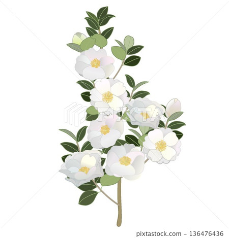 白色山茶花枝插圖 136476436