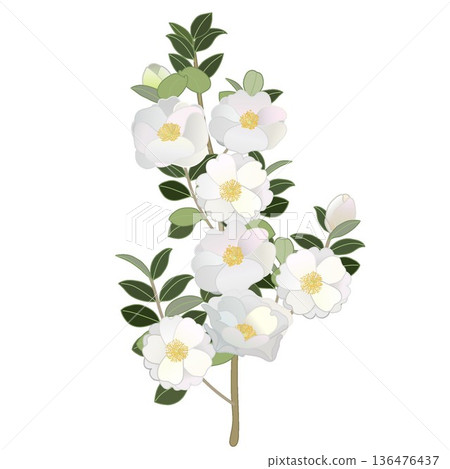 白色山茶花枝插圖 白色山茶花枝插圖 136476437