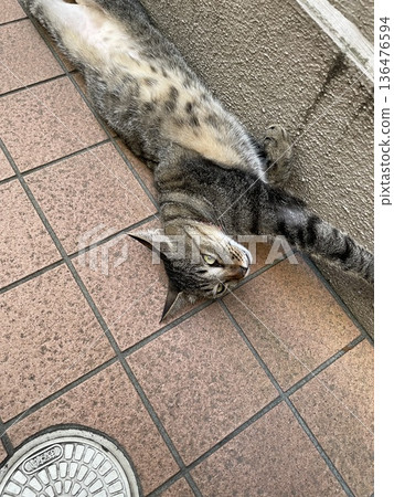 Neighborhood cat stretching Neighborhood cat stretching 136476594