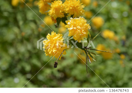 Double-flowered Japanese Kerria 136476743