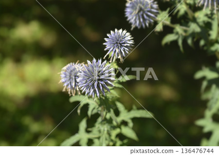 Southern globethistle Southern globethistle 136476744