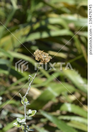 Liquorice plant 136476745