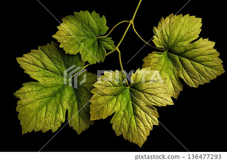 Botanical Exploration of Vivid Grape Leaves and Their Intricate Details Generative AI 136477293