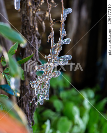 Strange shapes of ice frozen onto branches and winter nature Strange shapes of ice frozen onto branches and winter nature 136477310