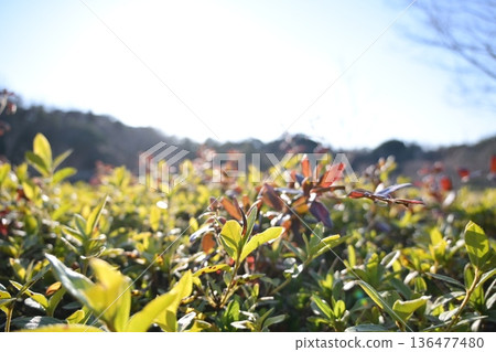 Mountains, mountains and rivers 136477480