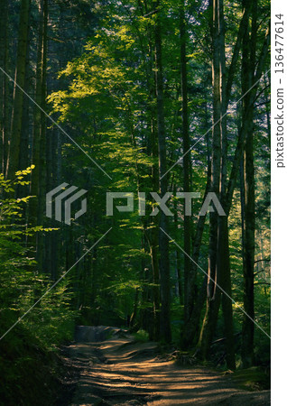 Straight trees in forest and sun light 136477614