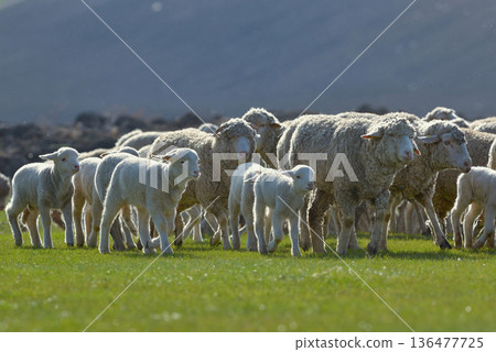 Flock of sheep and lambs on field Flock of sheep and lambs on field 136477725