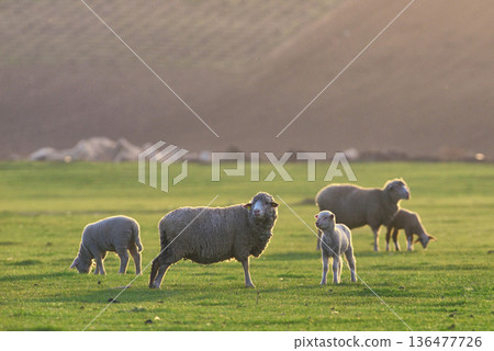 Flock of sheep and lambs on field Flock of sheep and lambs on field 136477726