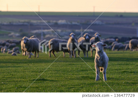 Flock of sheep and lambs on field Flock of sheep and lambs on field 136477729
