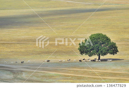 Goats and Sheeps near an oak tree Goats and Sheeps near an oak tree 136477829