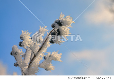 Frozen brunch in winter time Frozen brunch in winter time 136477834