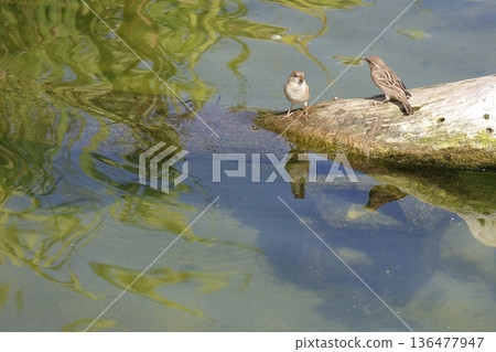 House sparrows trying to drink water. House sparrows trying to drink water. 136477947