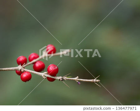 巨型蟻樹的紅色果實 136477971