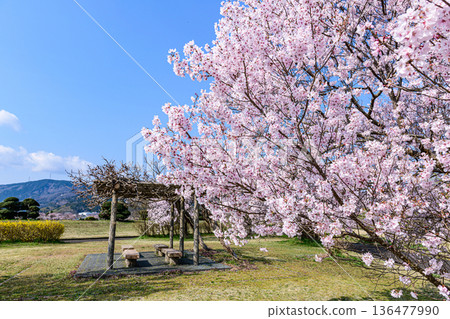 宮城縣白石公園的櫻花盛開 宮城縣白石公園的櫻花盛開 136477990
