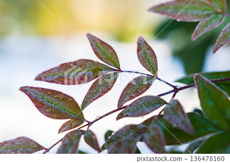 Frost-covered nandina leaves and winter morning light Frost-covered nandina leaves and winter morning light 136478160